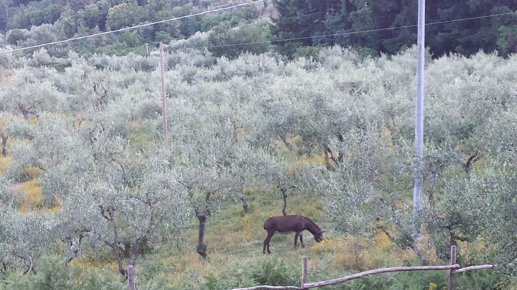 Podere"Sulle Soglie Del Bosco" Appartament And Rooms Πέσια Εξωτερικό φωτογραφία